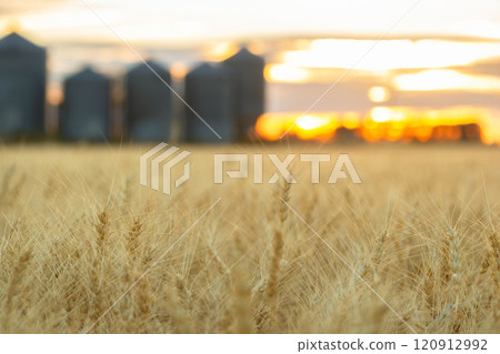 Beautiful yellow field of wheat and storage steel grain bins in the background in the orange sunset light. 120912992