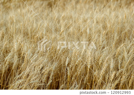 Yellow wheat ears are on the grain farm field in summer. Yellow wheat ears are on the grain farm field in summer. 120912993