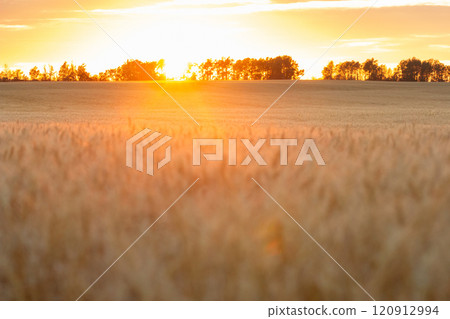 Yellow wheat field in warm golden hour light. 120912994
