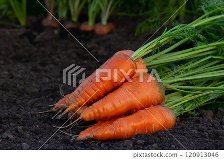 Bunch of carrots with leaves are on the dirt in the vegetable garden Bunch of carrots with leaves are on the dirt in the vegetable garden 120913046