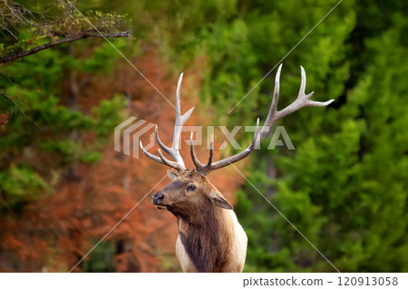 Portrait of Elk Wapiti buck during rut season in fall in burned after wildfires forest. Jasper national park. Portrait of Elk Wapiti buck during rut season in fall in burned after wildfires forest. Jasper national park. 120913058