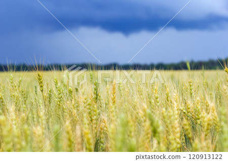 Scenic landscape in prairies with ripening green and yellow wheat ears, wood far in the background and dramatic dark blue cloudy sky. 120913122