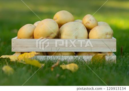 Yukon gold potatoes in the wooden crate on the green lawn Yukon gold potatoes in the wooden crate on the green lawn 120913134