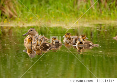 Mother Green-winged teal with cute little ducklings is swimming in green water among aquatic vegetation, duckweed, reed and yellow flowers. Mother Green-winged teal with cute little ducklings is swimming in green water among aquatic vegetation, duckweed, reed and yellow flowers. 120913157