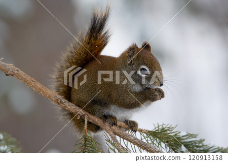 American red squirrel is sitting on a spruce branch in the forest in spring and eating. 120913158