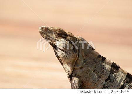 Head of Mexican (or western) spiny-tailed iguana, or stenosaura pectinata, visitor in the yard, blurred background. Head of Mexican (or western) spiny-tailed iguana, or stenosaura pectinata, visitor in the yard, blurred background. 120913669