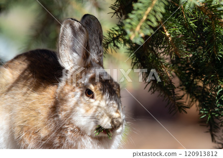 Brown Snowshoe hare is eating a fir branch in the garden. 120913812