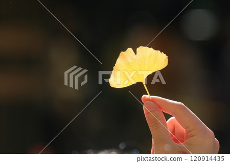 Ginkgo leaves shining in the light Beautiful fallen leaves 120914435