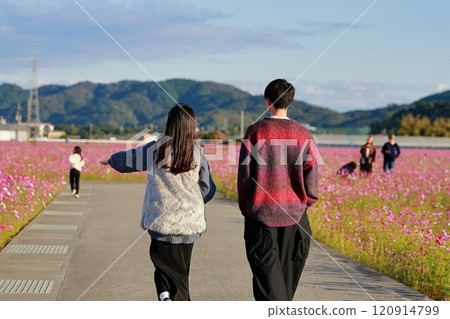 Date in a cosmos field Date in a cosmos field 120914799