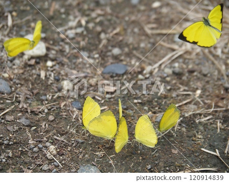 A flock of summer-form yellow swallowtail butterflies. 120914839
