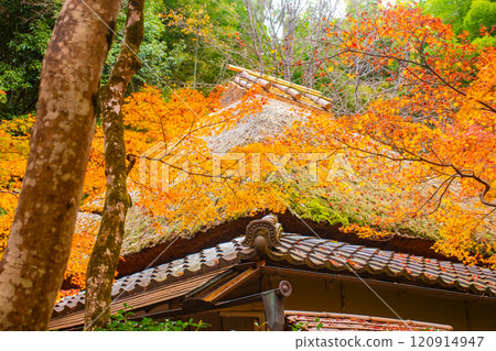 [Kyoto Scenery] Gionji Temple: A tranquil autumn with tall autumn leaves 120914947