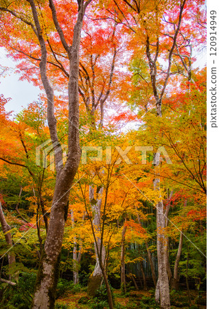 [Kyoto Scenery] Gionji Temple: A tranquil autumn with tall autumn leaves 120914949