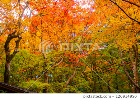 [Kyoto Scenery] Gionji Temple: A tranquil autumn with tall autumn leaves 120914950