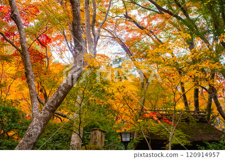 [Kyoto Scenery] Gionji Temple: A tranquil autumn with tall autumn leaves 120914957