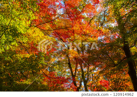 [Kyoto Scenery] Gionji Temple: A tranquil autumn with tall autumn leaves 120914962