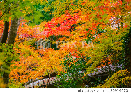 [Kyoto Scenery] Gionji Temple: A tranquil autumn with tall autumn leaves 120914970