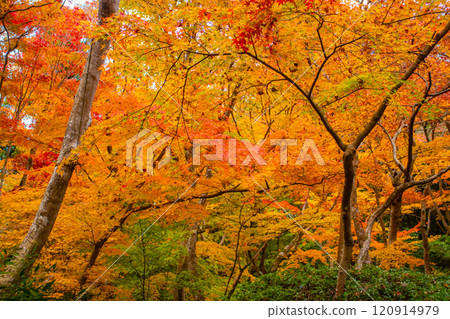 [Kyoto Scenery] Gionji Temple: A tranquil autumn with tall autumn leaves 120914979