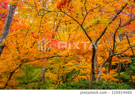[Kyoto Scenery] Gionji Temple: A tranquil autumn with tall autumn leaves 120914980