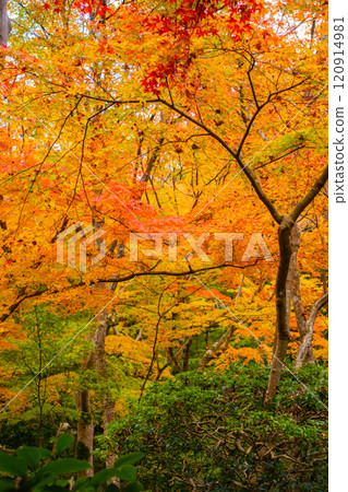 [Kyoto Scenery] Gionji Temple: A tranquil autumn with tall autumn leaves 120914981