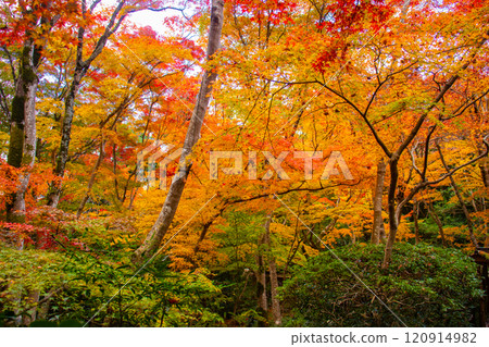 【京都風景】只王寺，高大的秋葉，靜謐的秋天 120914982
