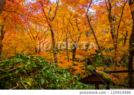 [Kyoto Scenery] Gionji Temple: A tranquil autumn with tall autumn leaves 120914986