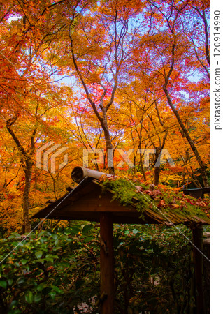 【京都風景】只王寺，高大的秋葉，靜謐的秋天 120914990