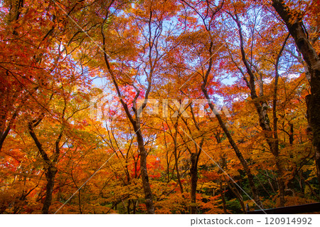 [Kyoto Scenery] Gionji Temple: A tranquil autumn with tall autumn leaves 120914992