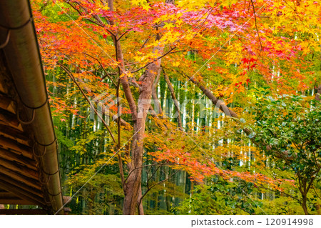 [Kyoto Scenery] Gionji Temple: A tranquil autumn with tall autumn leaves 120914998
