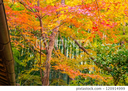 [Kyoto Scenery] Gionji Temple: A tranquil autumn with tall autumn leaves 120914999