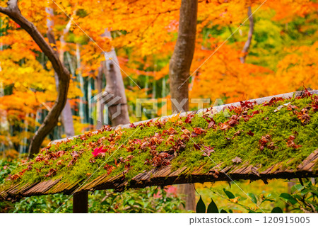 [Kyoto Scenery] Gionji Temple: A tranquil autumn with tall autumn leaves 120915005