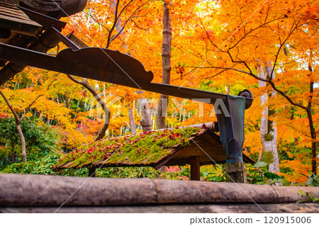 [Kyoto Scenery] Gionji Temple: A tranquil autumn with tall autumn leaves 120915006