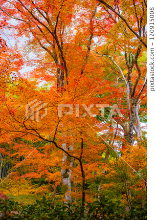 [Kyoto Scenery] Gionji Temple: A tranquil autumn with tall autumn leaves 120915008