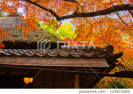 【京都風景】只王寺，高大的秋葉，靜謐的秋天 120915009