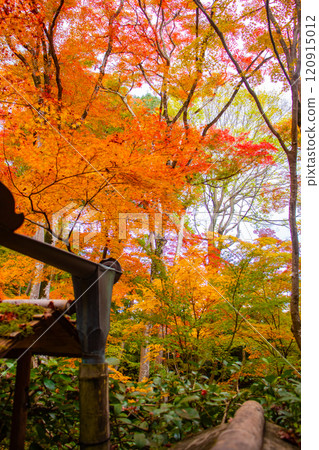 [Kyoto Scenery] Gionji Temple: A tranquil autumn with tall autumn leaves 120915012