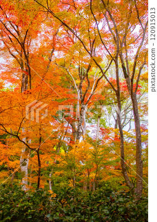 [Kyoto Scenery] Gionji Temple: A tranquil autumn with tall autumn leaves 120915013