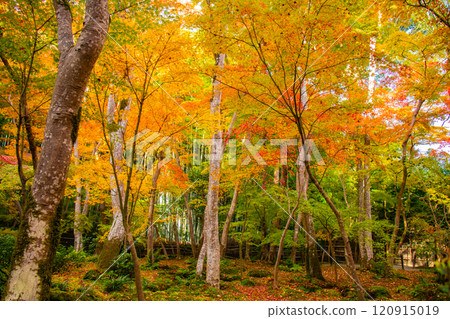 【京都風景】只王寺,高大的秋葉,靜謐的秋天 【京都風景】只王寺,高大的秋葉,靜謐的秋天 120915019