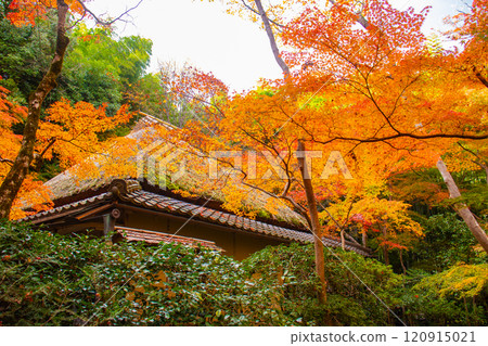 [Kyoto Scenery] Gionji Temple: A tranquil autumn with tall autumn leaves 120915021