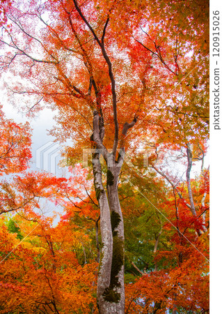 [Kyoto Scenery] Gionji Temple: A tranquil autumn with tall autumn leaves 120915026