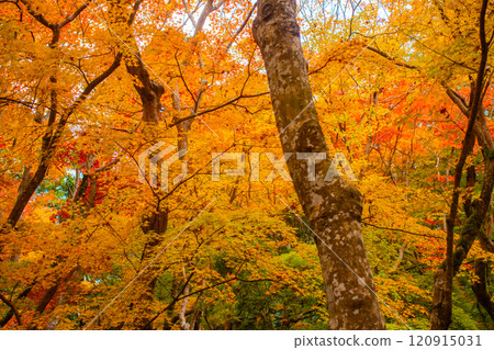 [Kyoto Scenery] Gionji Temple: A tranquil autumn with tall autumn leaves 120915031