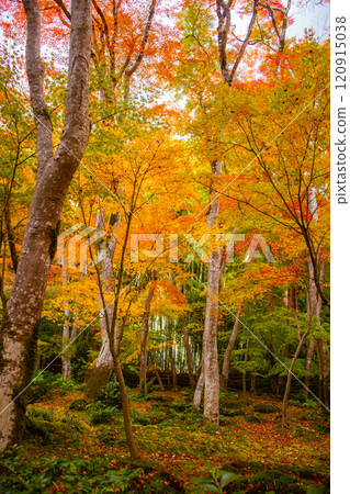 [Kyoto Scenery] Gionji Temple: A tranquil autumn with tall autumn leaves 120915038