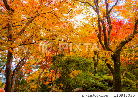 [Kyoto Scenery] Gionji Temple: A tranquil autumn with tall autumn leaves 120915039