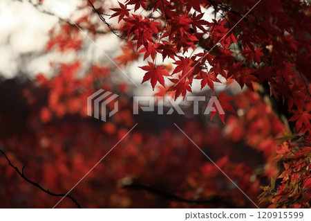 Colored autumn leaves 120915599