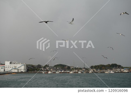 Birds resting on the surface of the sea in a school of sardines at Haedo Port in Shimonoseki City 120916096