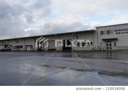 Tiger puffer fish auction at Haedomari Market in Shimonoseki City 120916098
