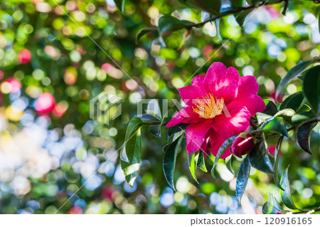 Sasanqua in winter Sasanqua in winter 120916165