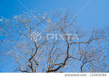 Chinese tallow tree with fallen leaves and white berries Chinese tallow tree with fallen leaves and white berries 120916368
