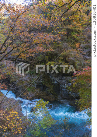 Gunma Prefecture / Autumn leaves in the Agatsuma Valley and the white foaming Agatsuma River Gunma Prefecture / Autumn leaves in the Agatsuma Valley and the white foaming Agatsuma River 120916401
