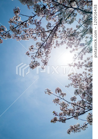 cherry blossoms blooming towards the sky 120916438