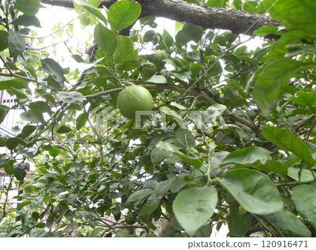 This year, there are a lot of immature kabosu fruits. This year, there are a lot of immature kabosu fruits. 120916471