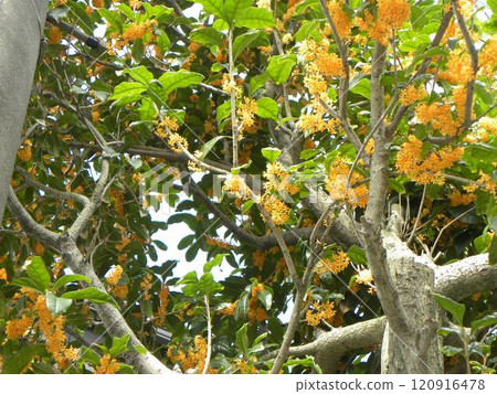 神無月桂花是金黃色的 120916478